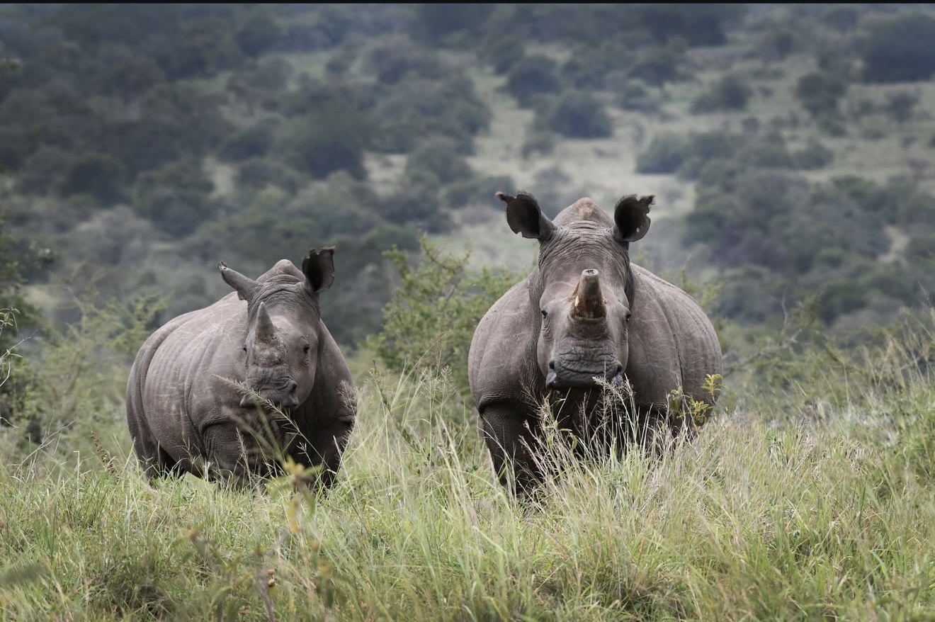 How to Plan the Perfect 1-Day Akagera Safari from Kigali