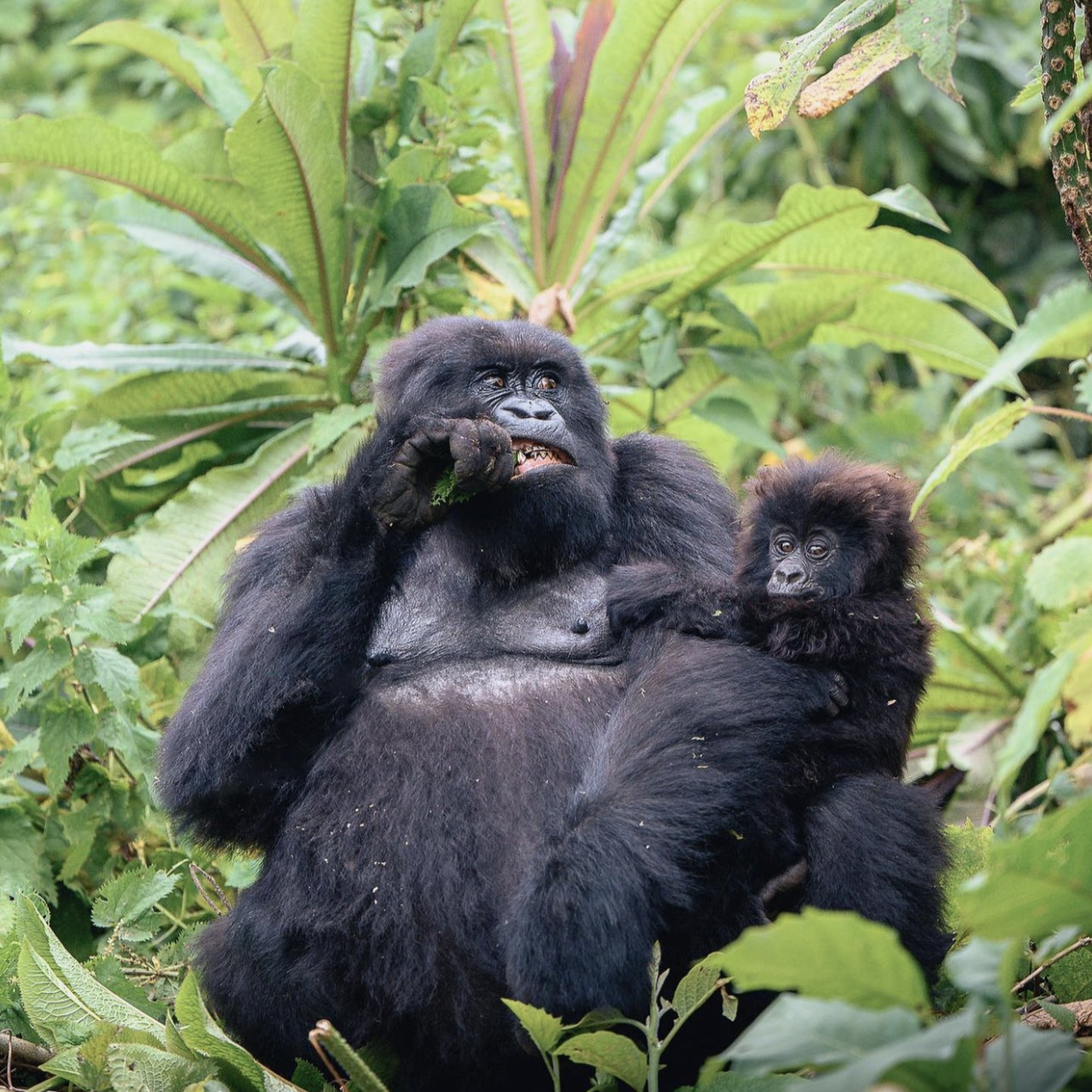 Gorilla Trekking in Bwindi Impenetrable Forest