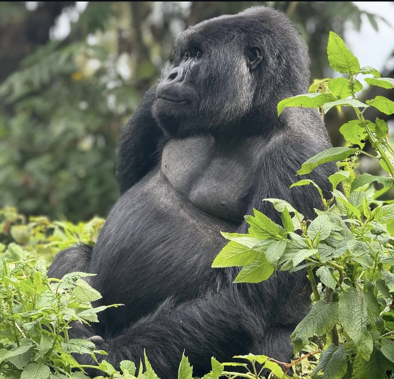 Best of Rwanda Tour: Gorillas, Wildlife & Culture