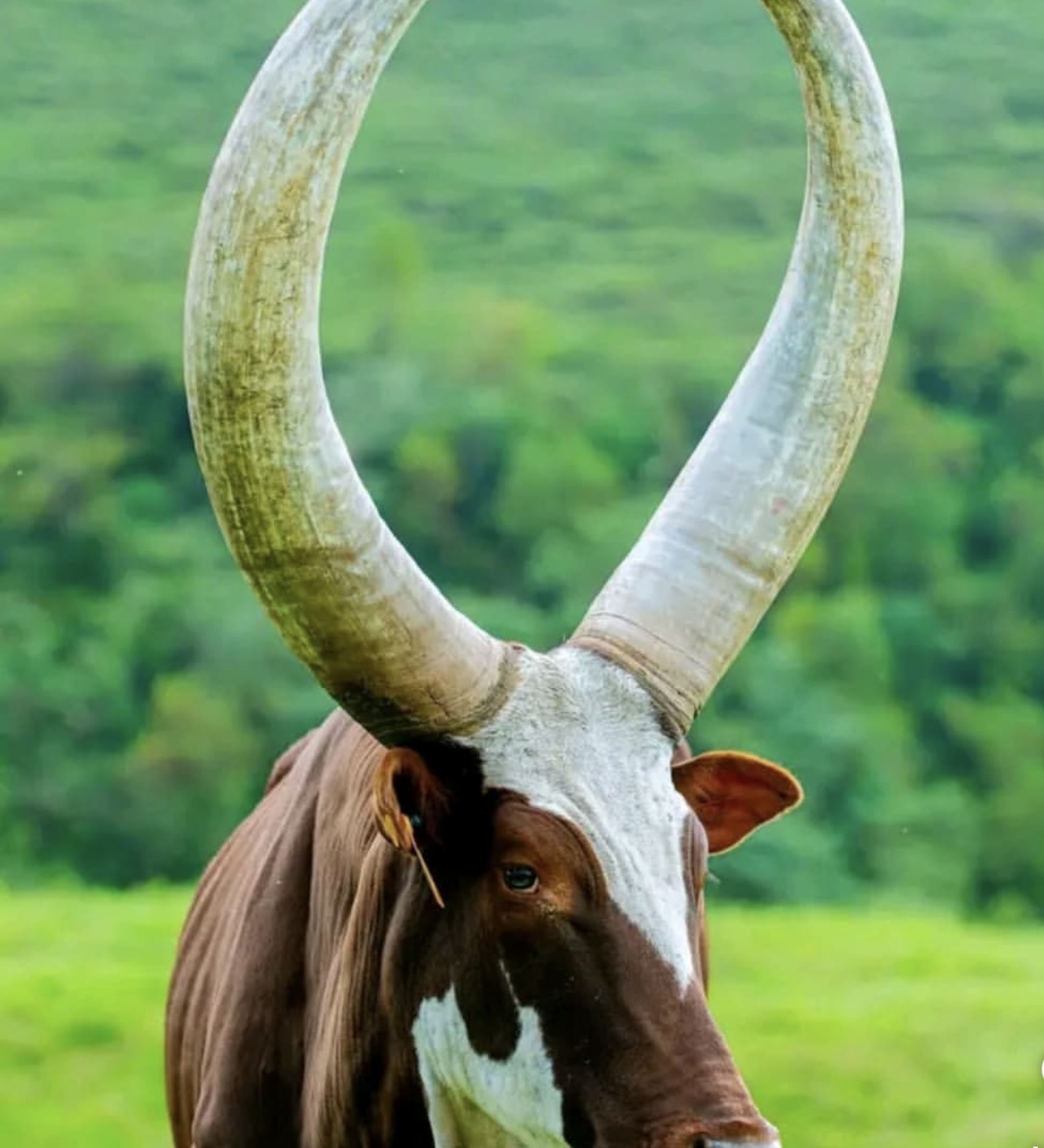 Day Rwanda Wildlife, Primates & Culture