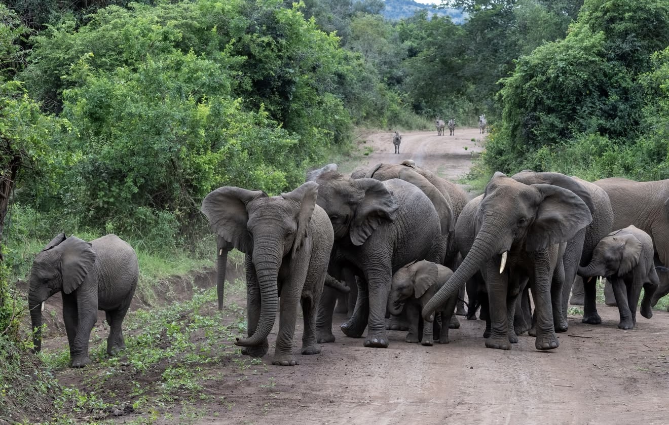 Akagera N.P Safari  – All Inclusive