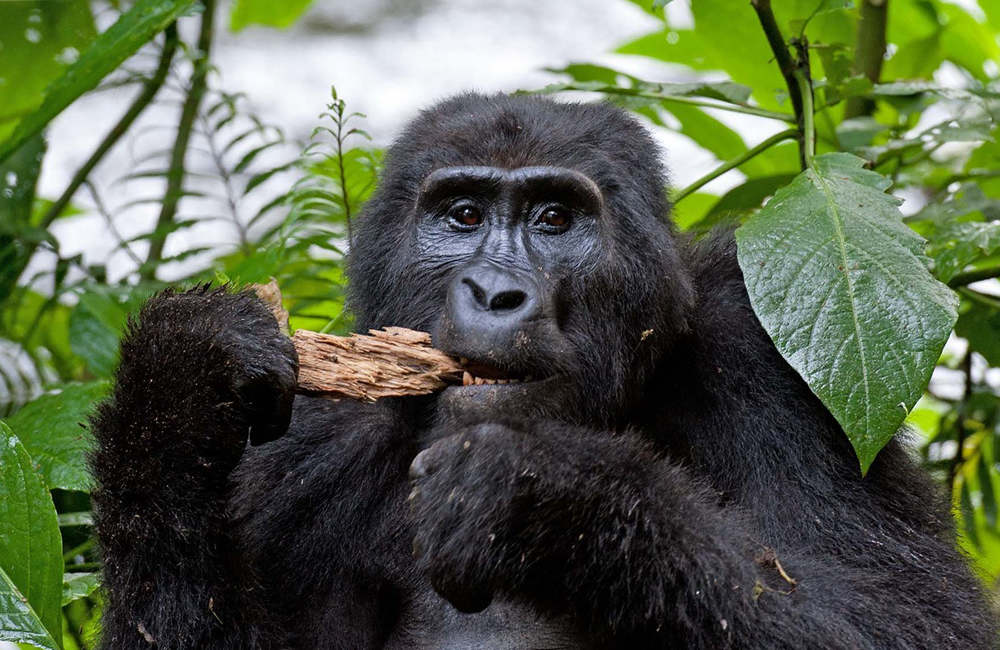 Gorilla Trekking in Bwindi Impenetrable Forest