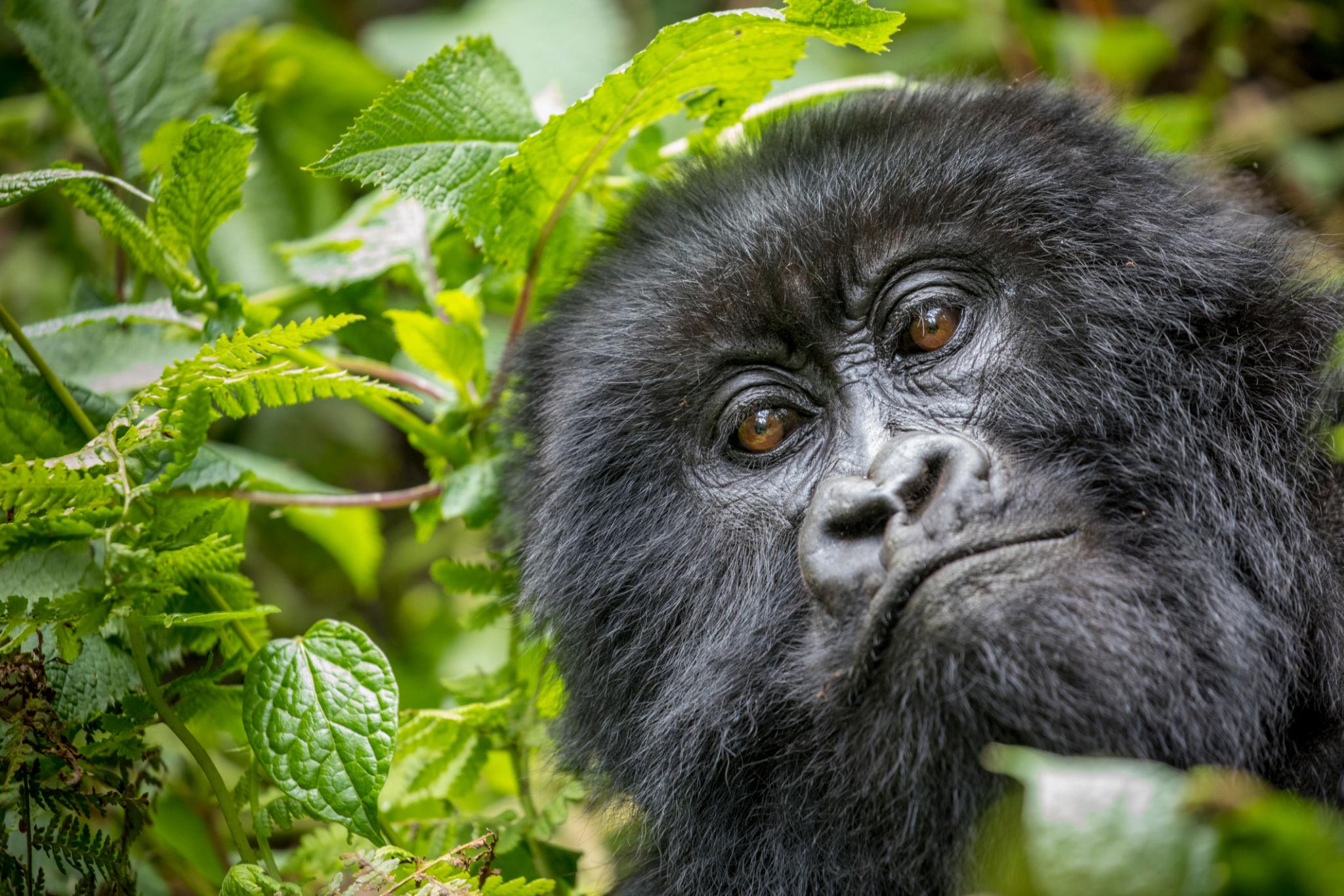 5-Day Rwanda Gorilla, Chimpanzee & Golden Monkey
