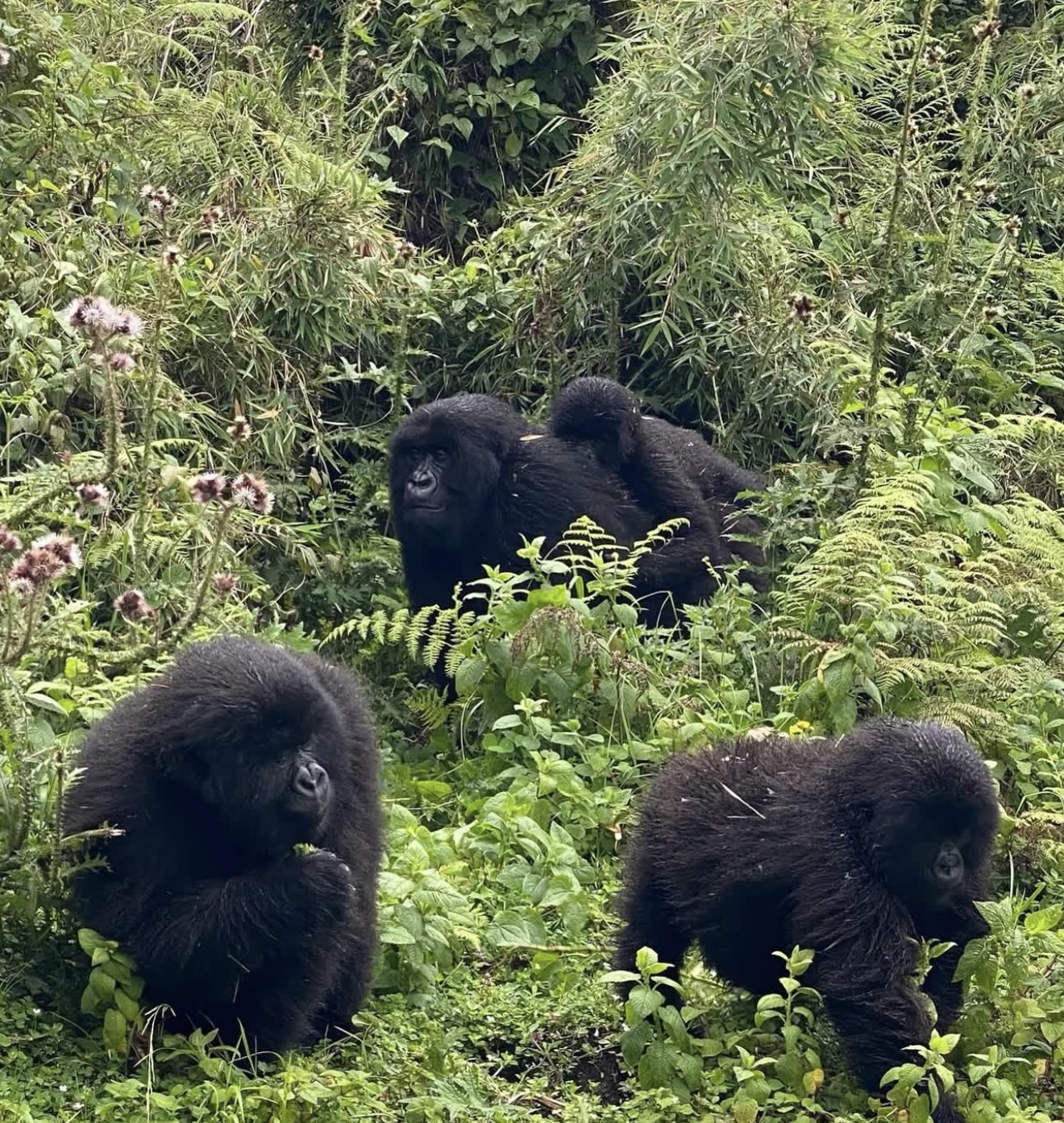  4 Days in Nyungwe & Lake Kivu Escape