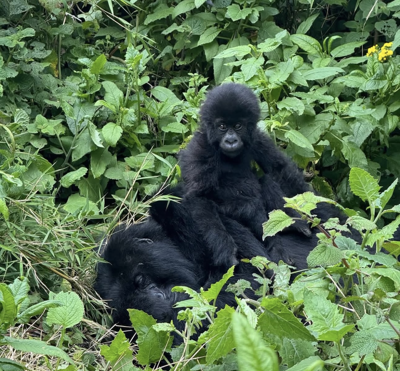 Gorilla Trekking Tour in Volcanoes NP