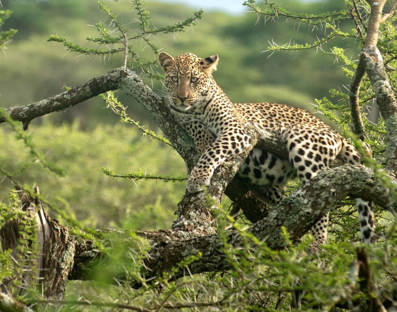2-Day Akagera N P Wildlife and Boat Safari