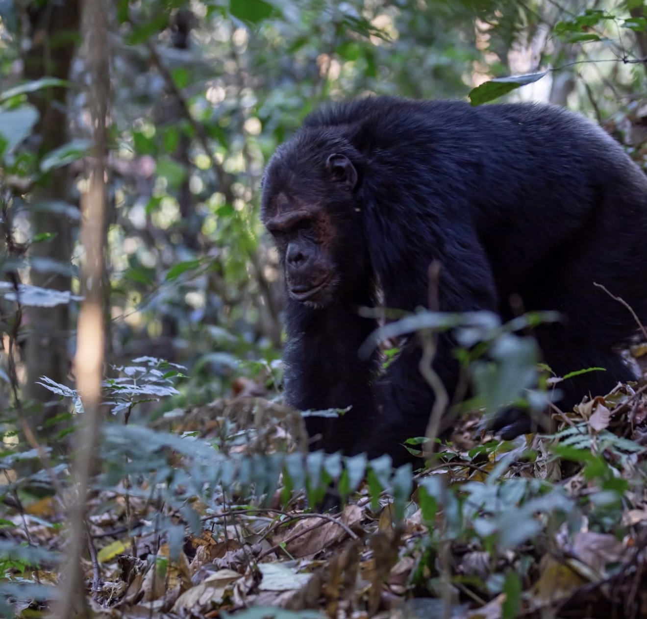 Day Rwanda Wildlife, Primates & Culture