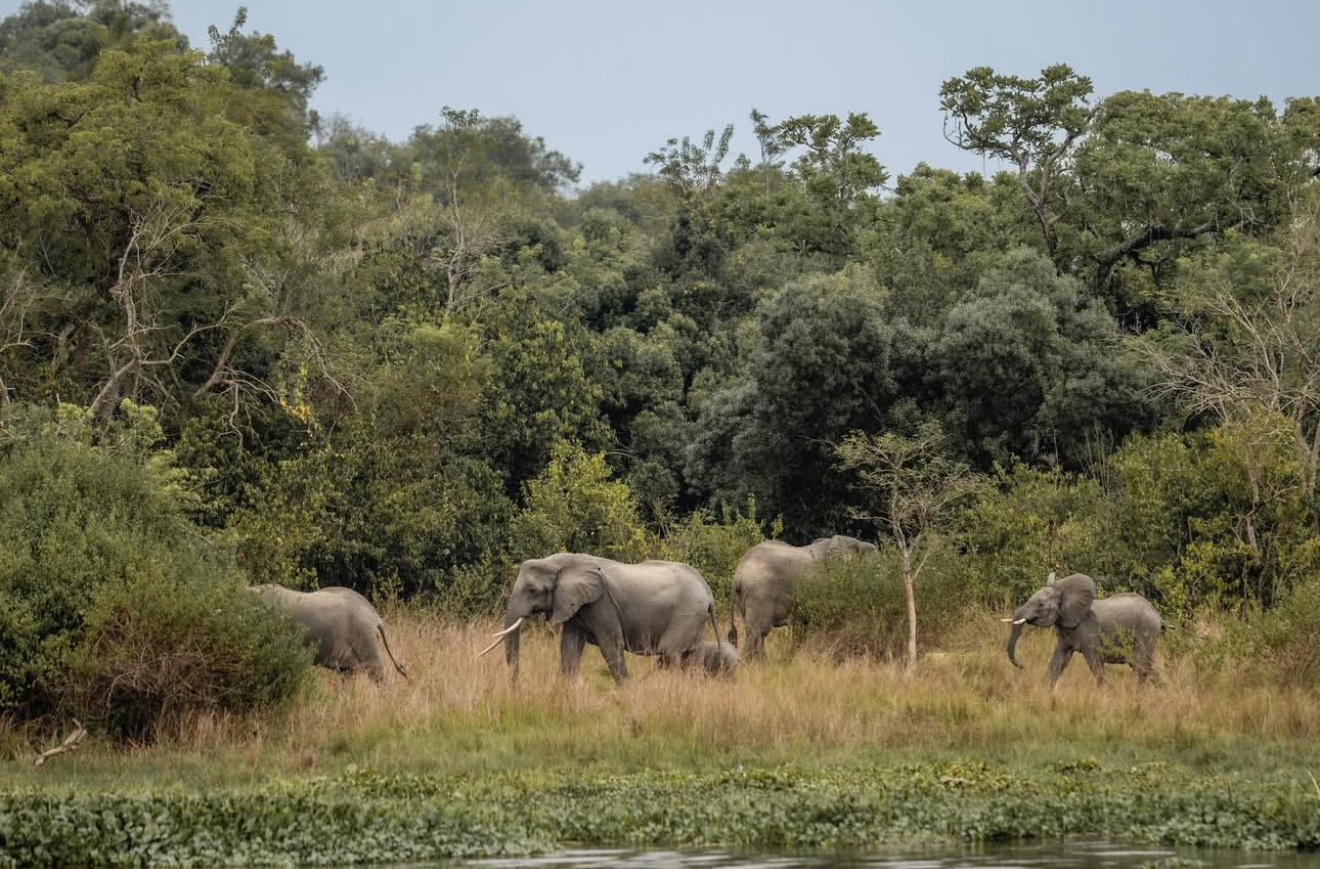 2-Day Akagera N P Wildlife and Boat Safari
