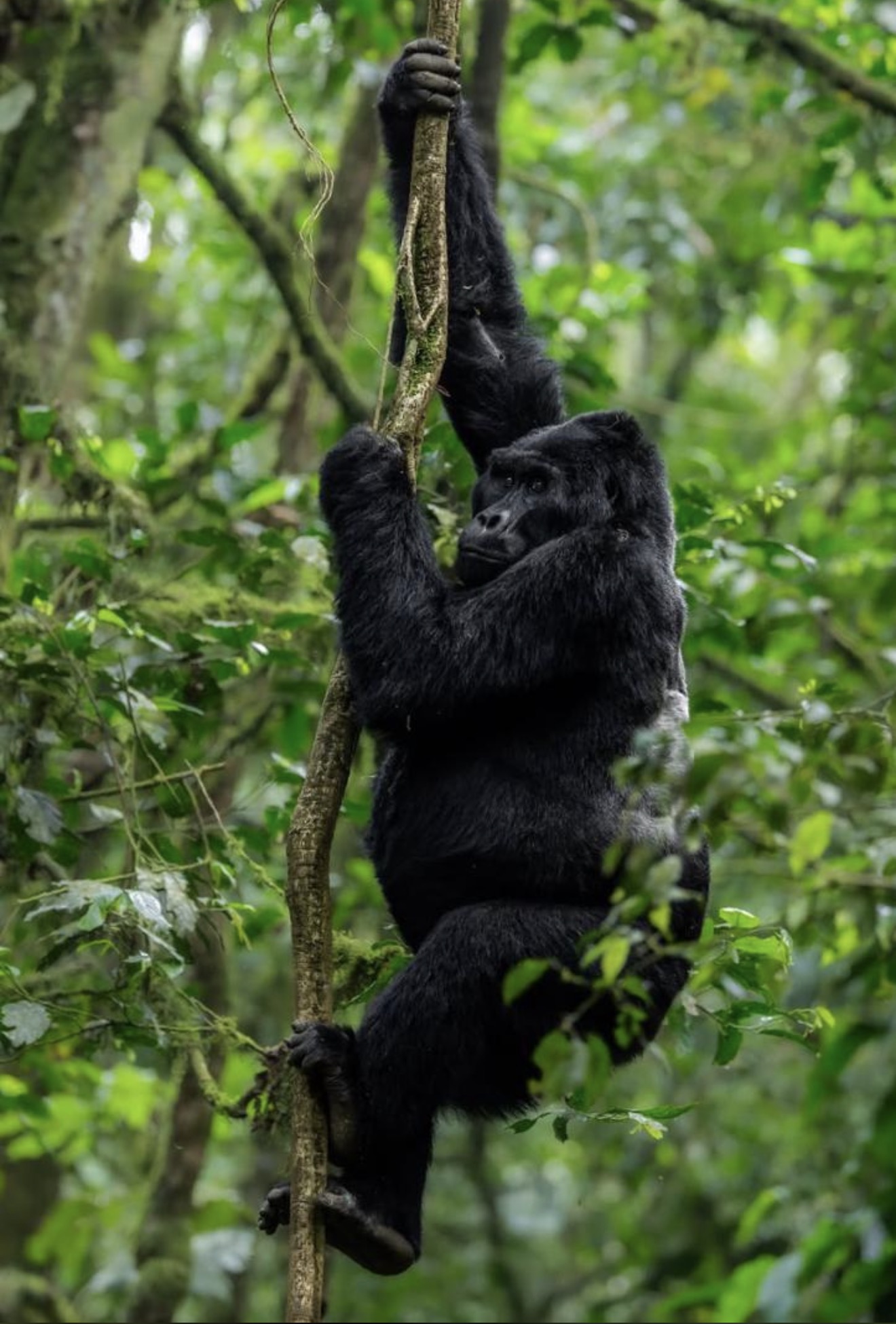 Rwanda & Uganda Wildlife Safari