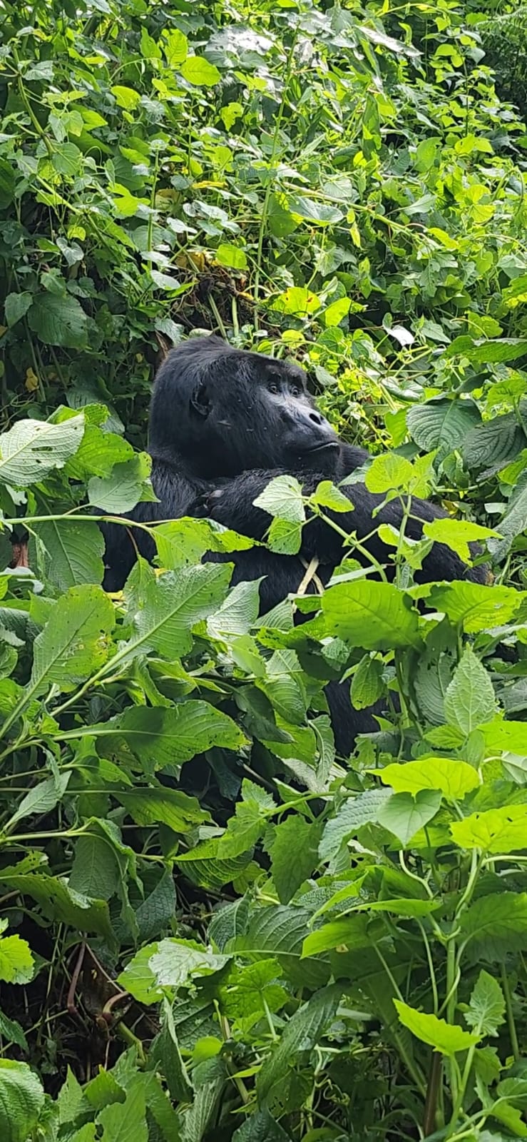 Uganda Gorilla Encounter via Kampala