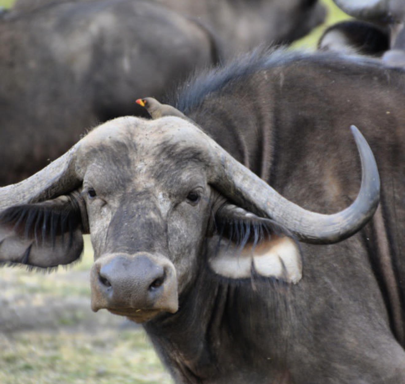 Akagera N.P Safari  – All Inclusive