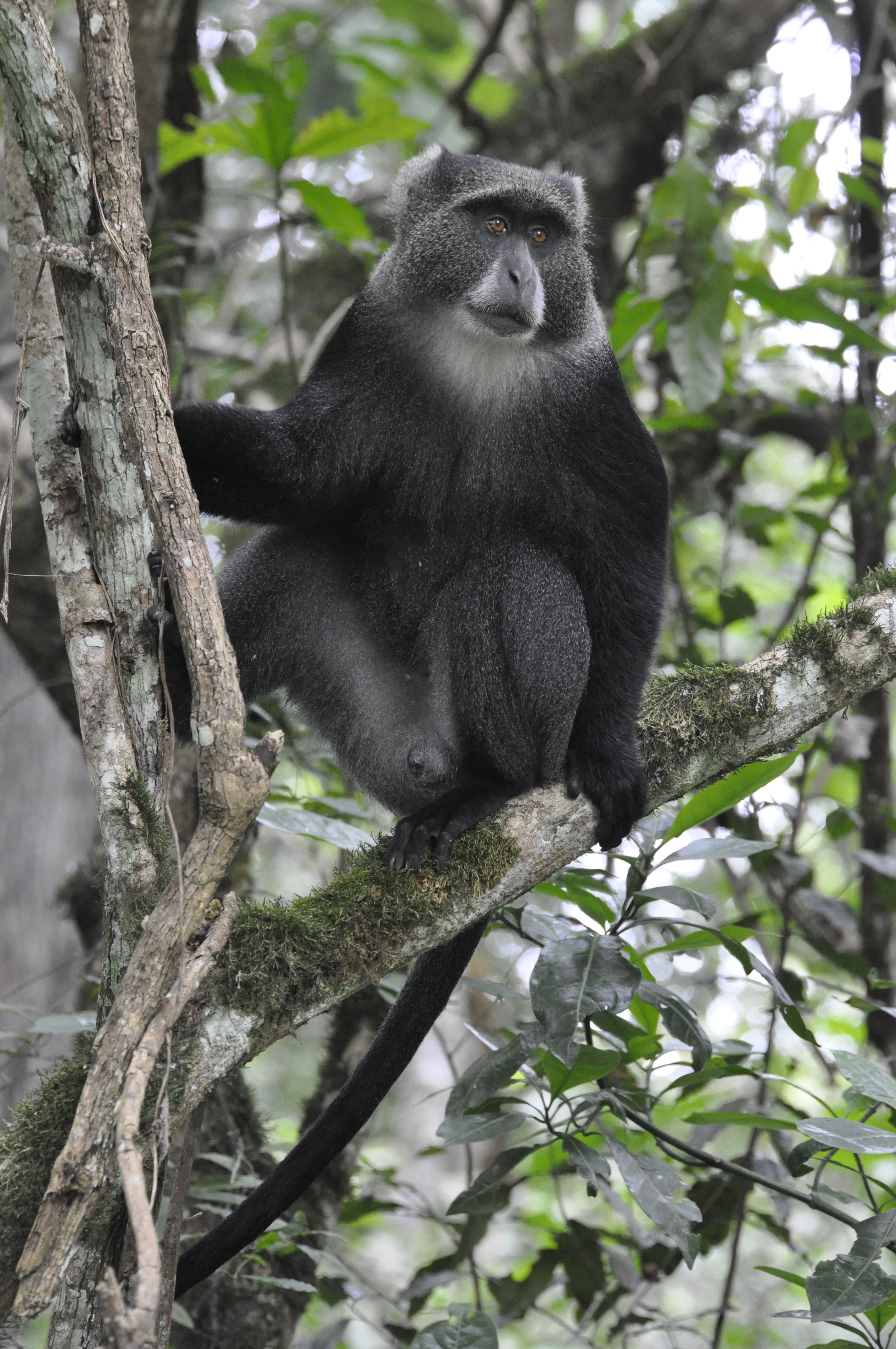 Rwanda & Uganda Wildlife Safari