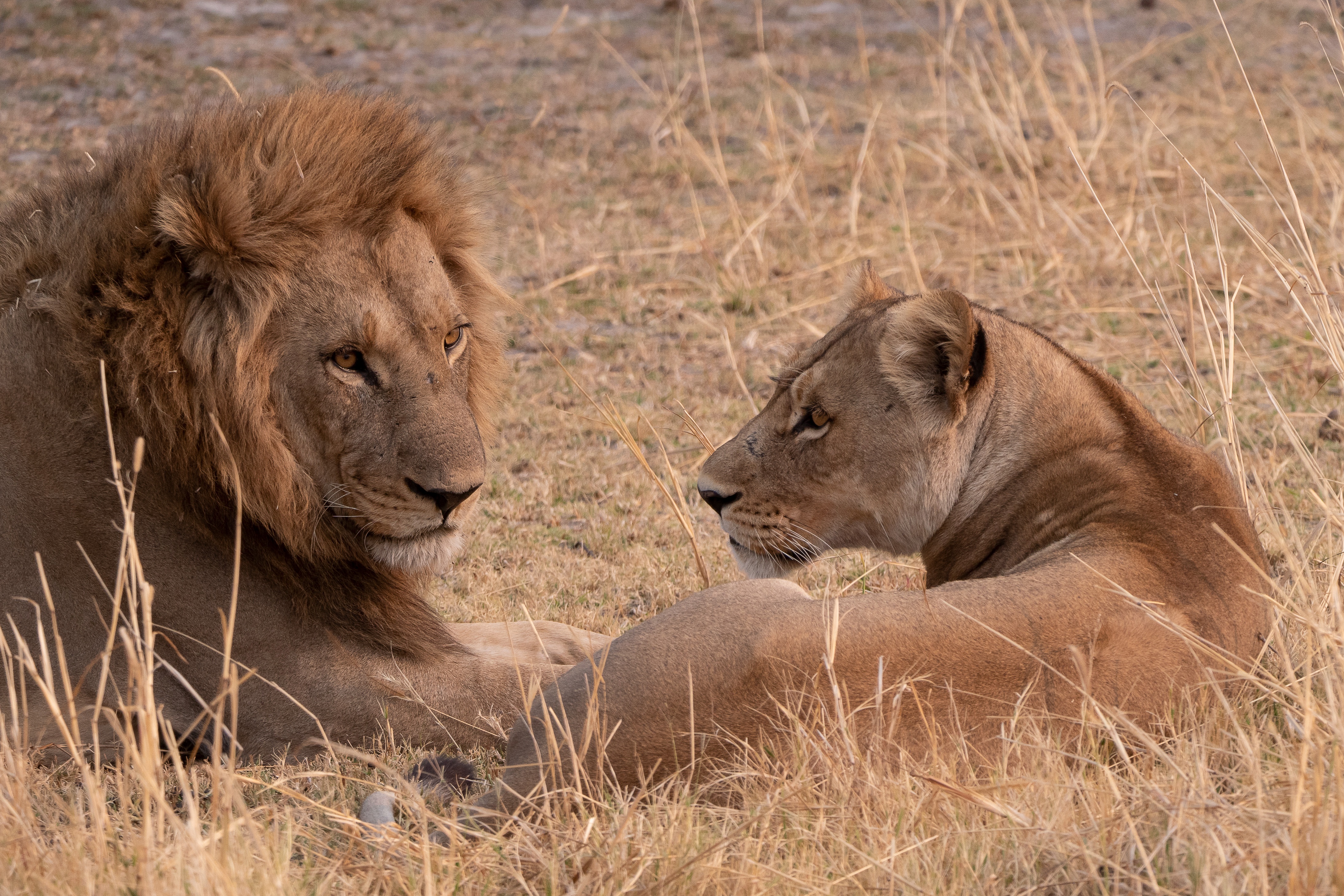 Ultimate Kenya Safari: Big Five, Elephants, and Rift Valley Lakes