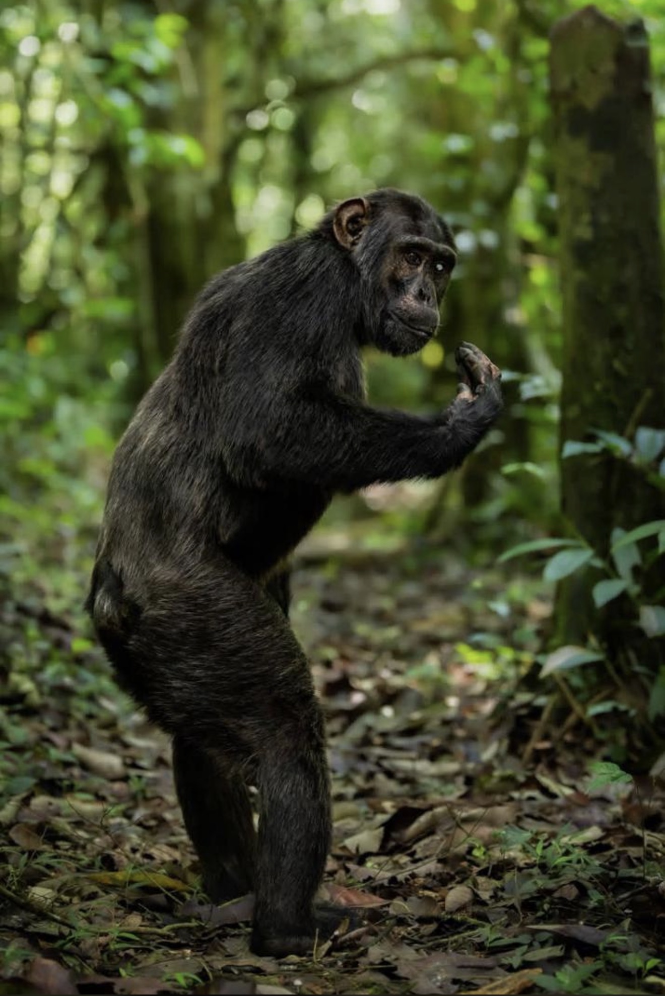 2-Day Nyungwe Chimpanzee Trekking & Canopy
