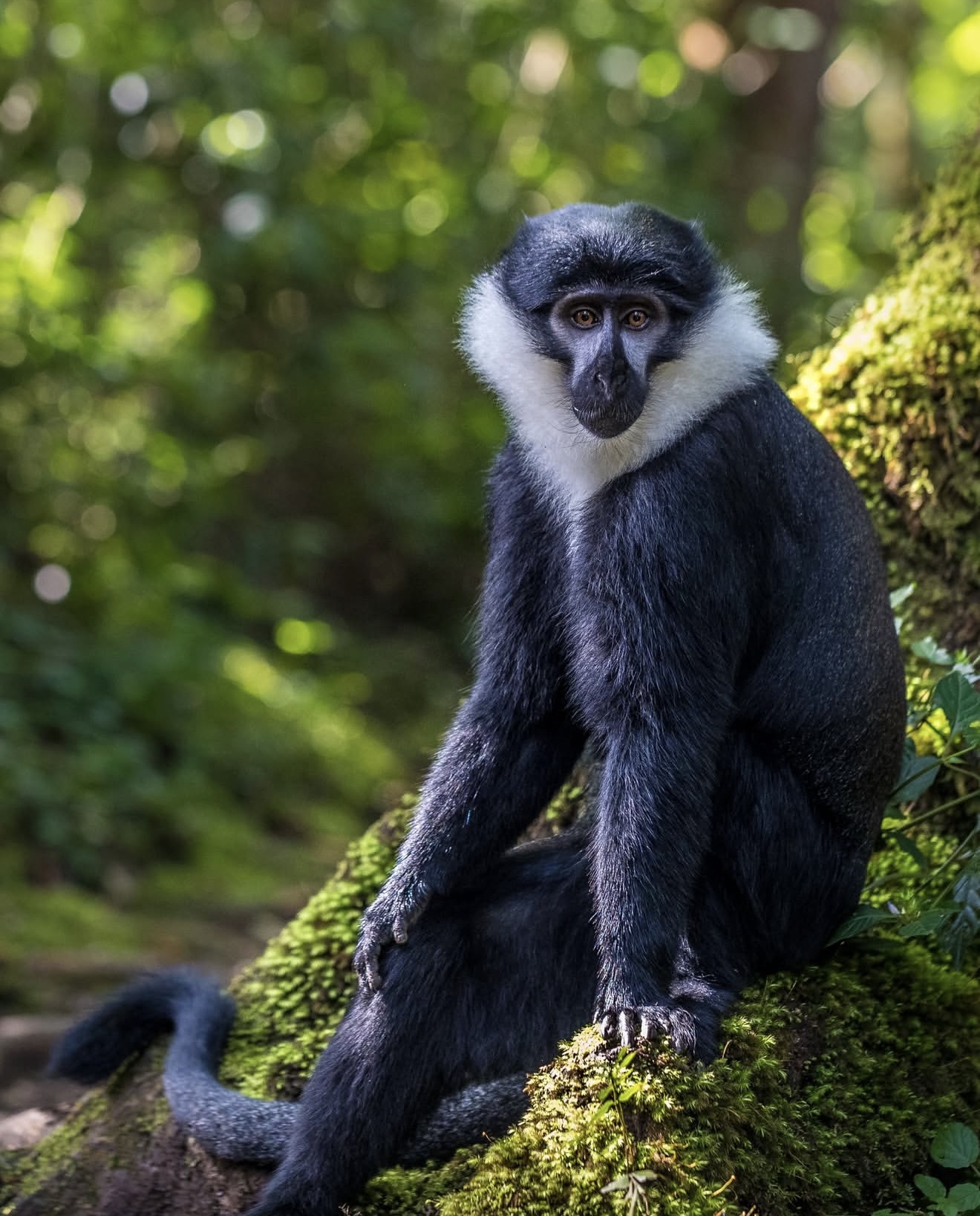2-Day Nyungwe Chimpanzee Trekking & Canopy