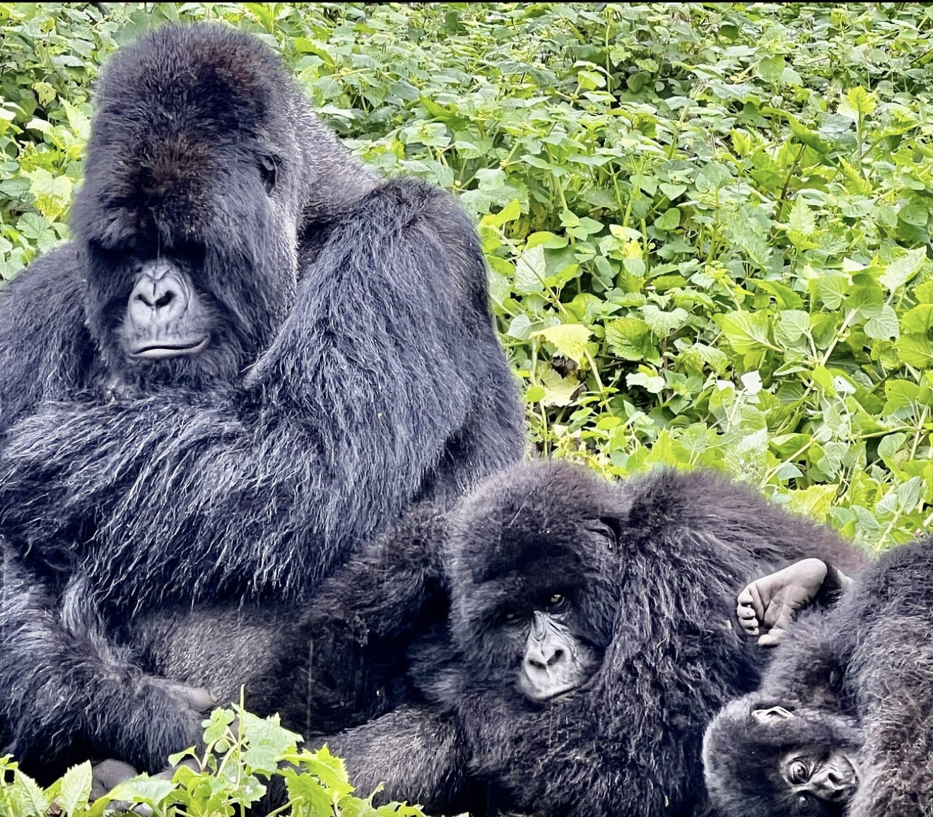 Gorilla Trekking Tour in Volcanoes NP