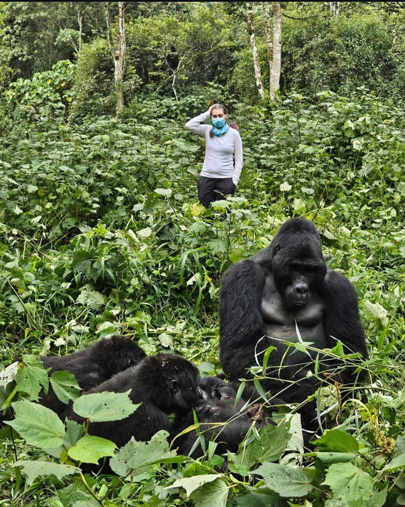 Gorilla Trekking in Bwindi Impenetrable Forest